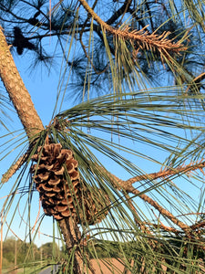 Pine Tree Necklace